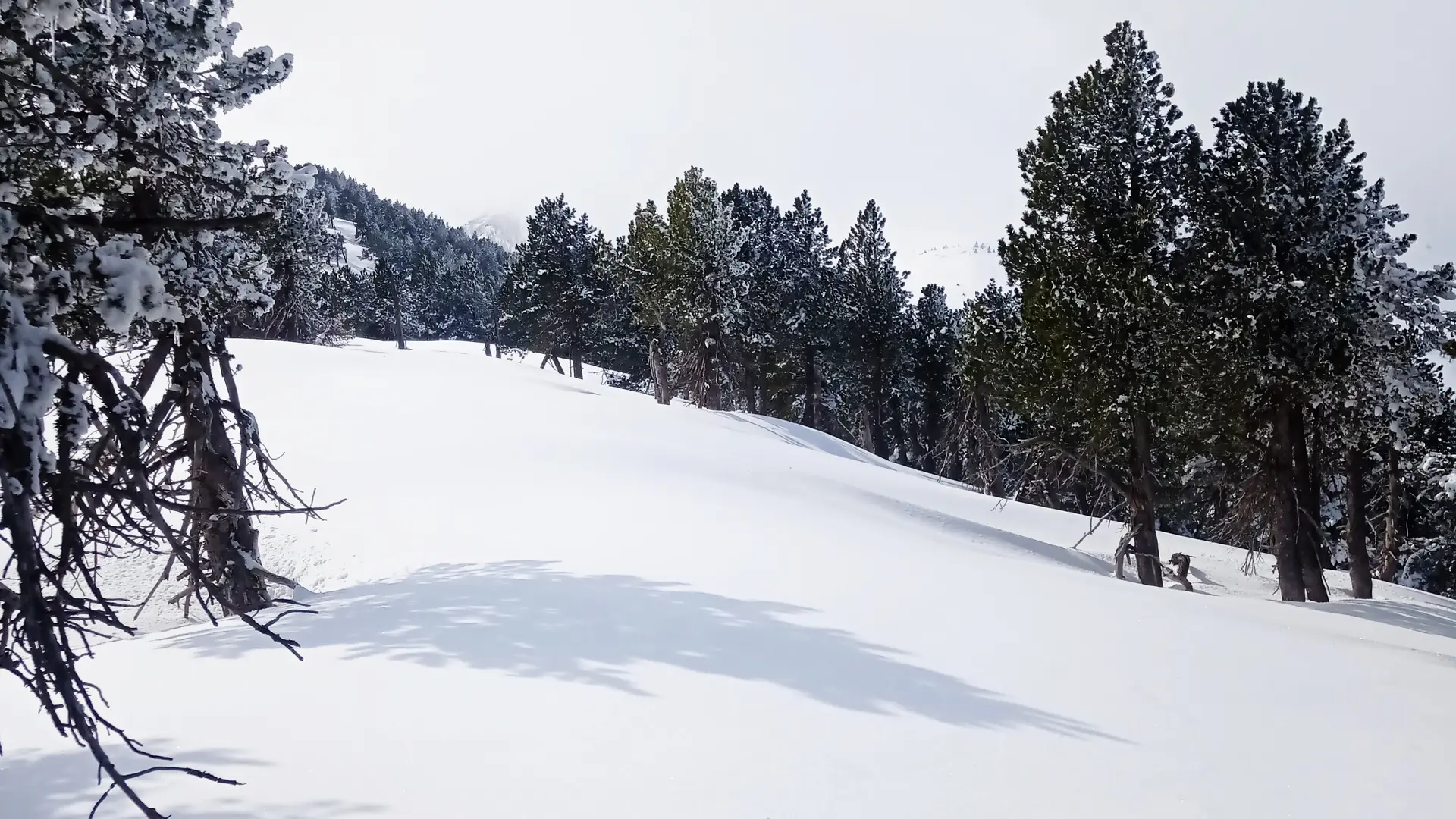 piste dans les sapins