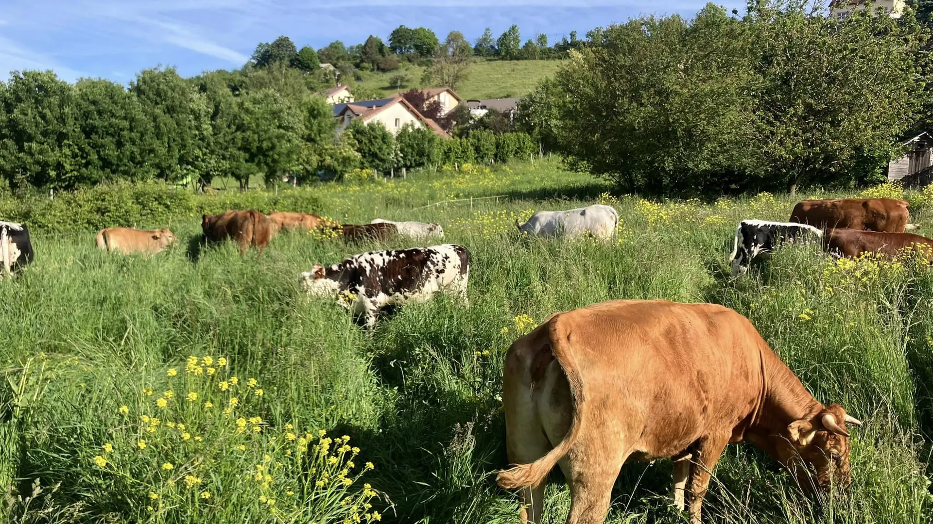 GAEC Charolais Dallas