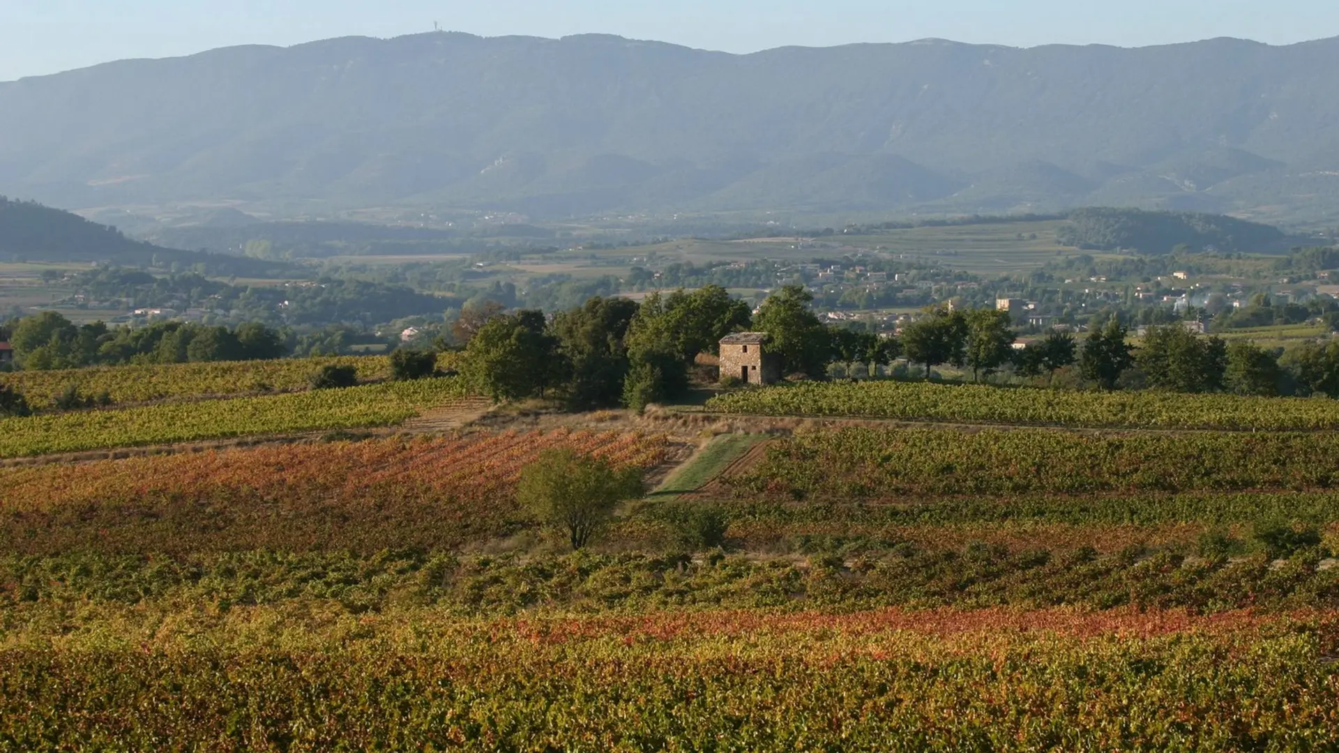 Vignes du Pays d'Aigues et Grand Luberon