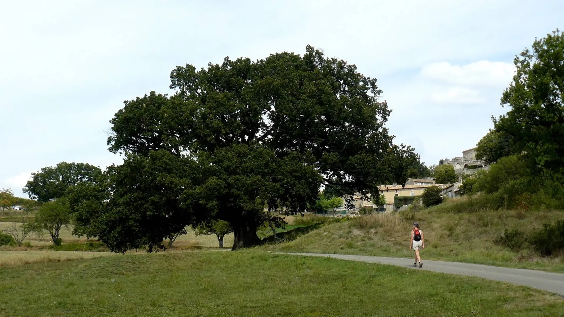 Vieux chêne sous le village de Murs