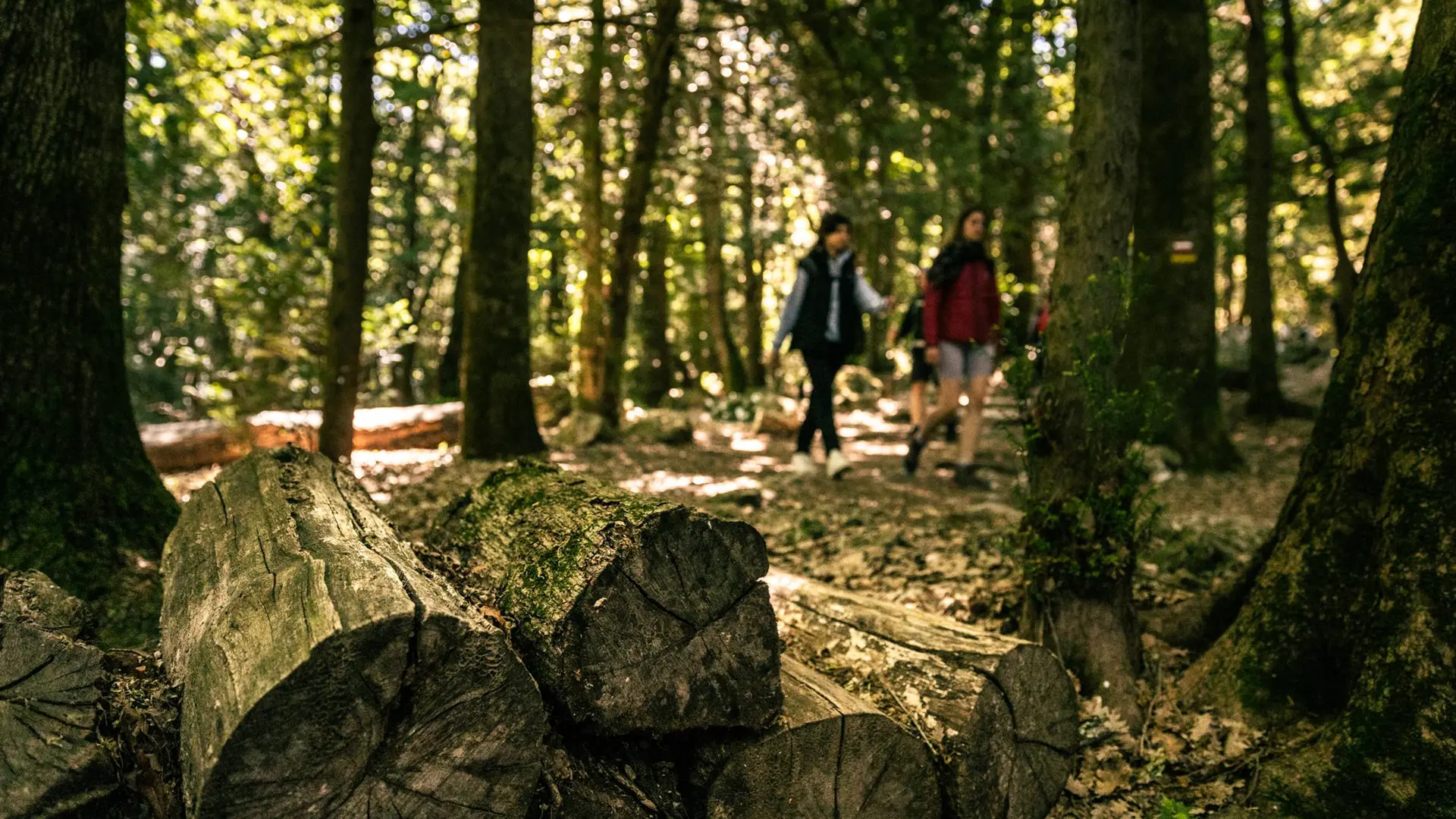 Balade dans la forêt