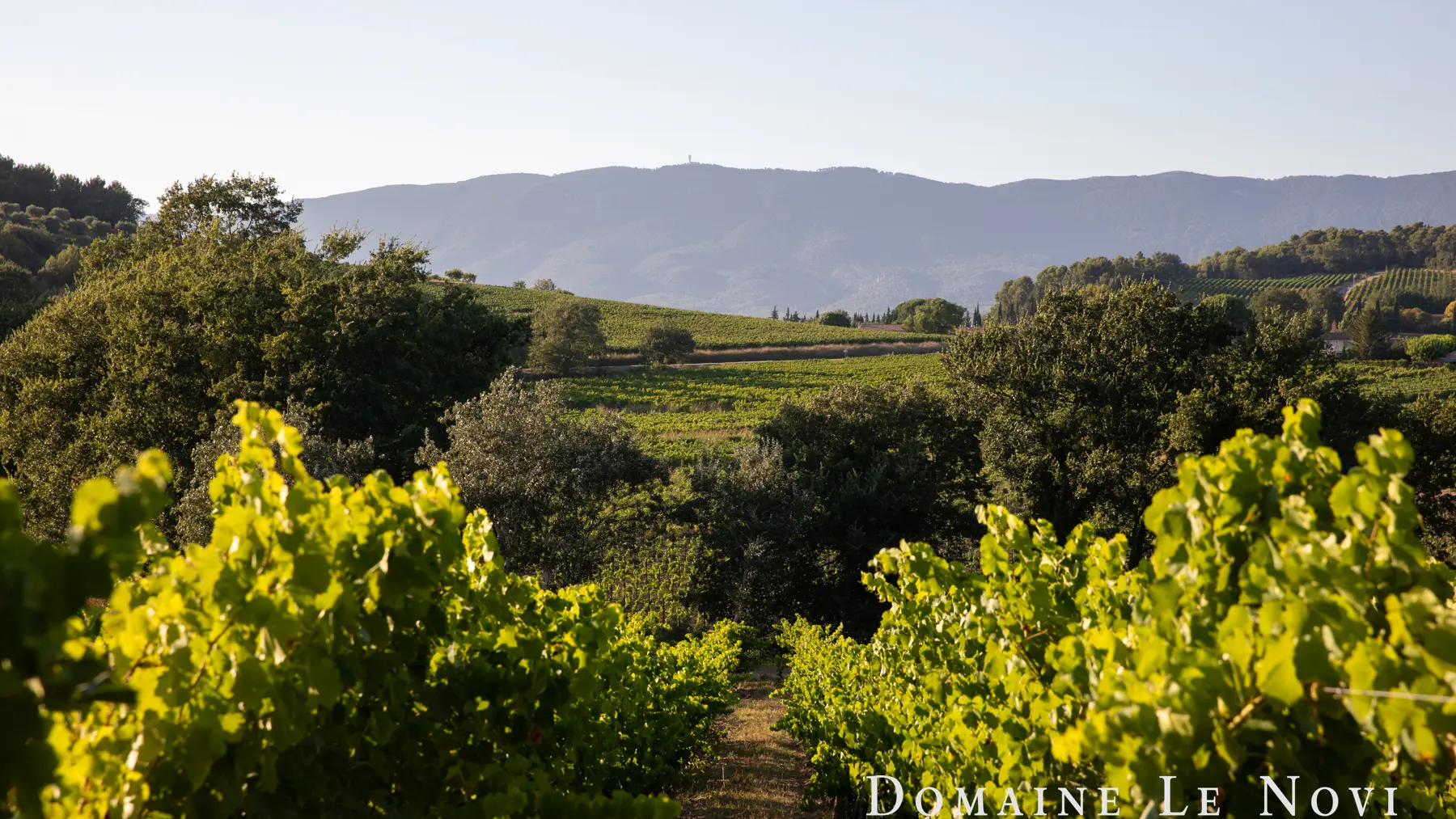 Domaine Le Novi