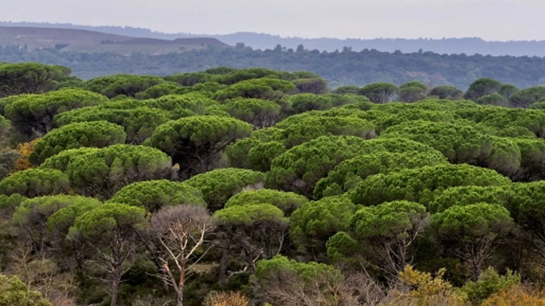 Panaroma de la plaine des Maures