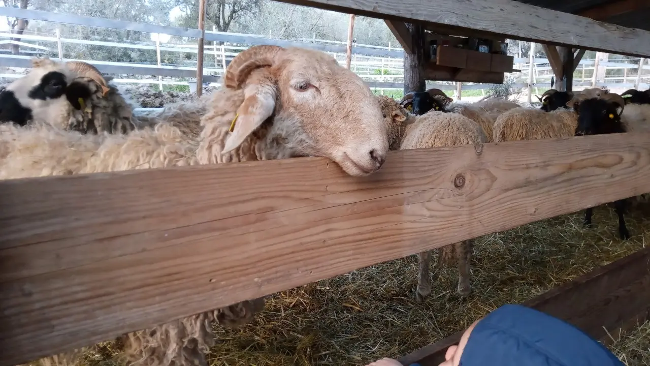 Brebis à la ferme