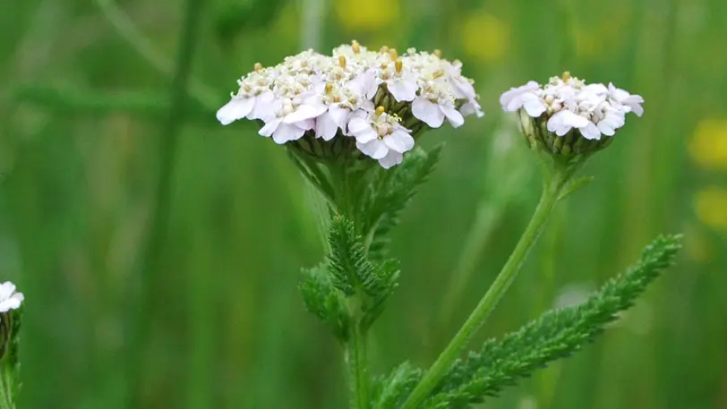 Achillée millefeuille