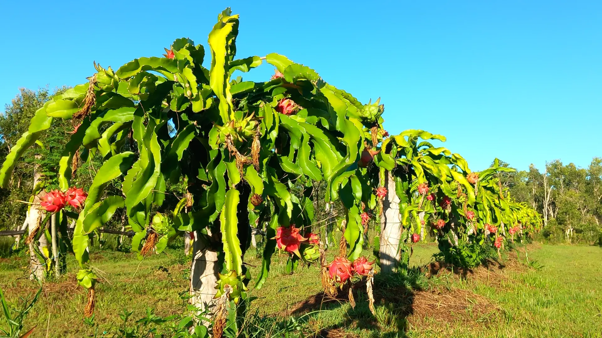 Pitaya