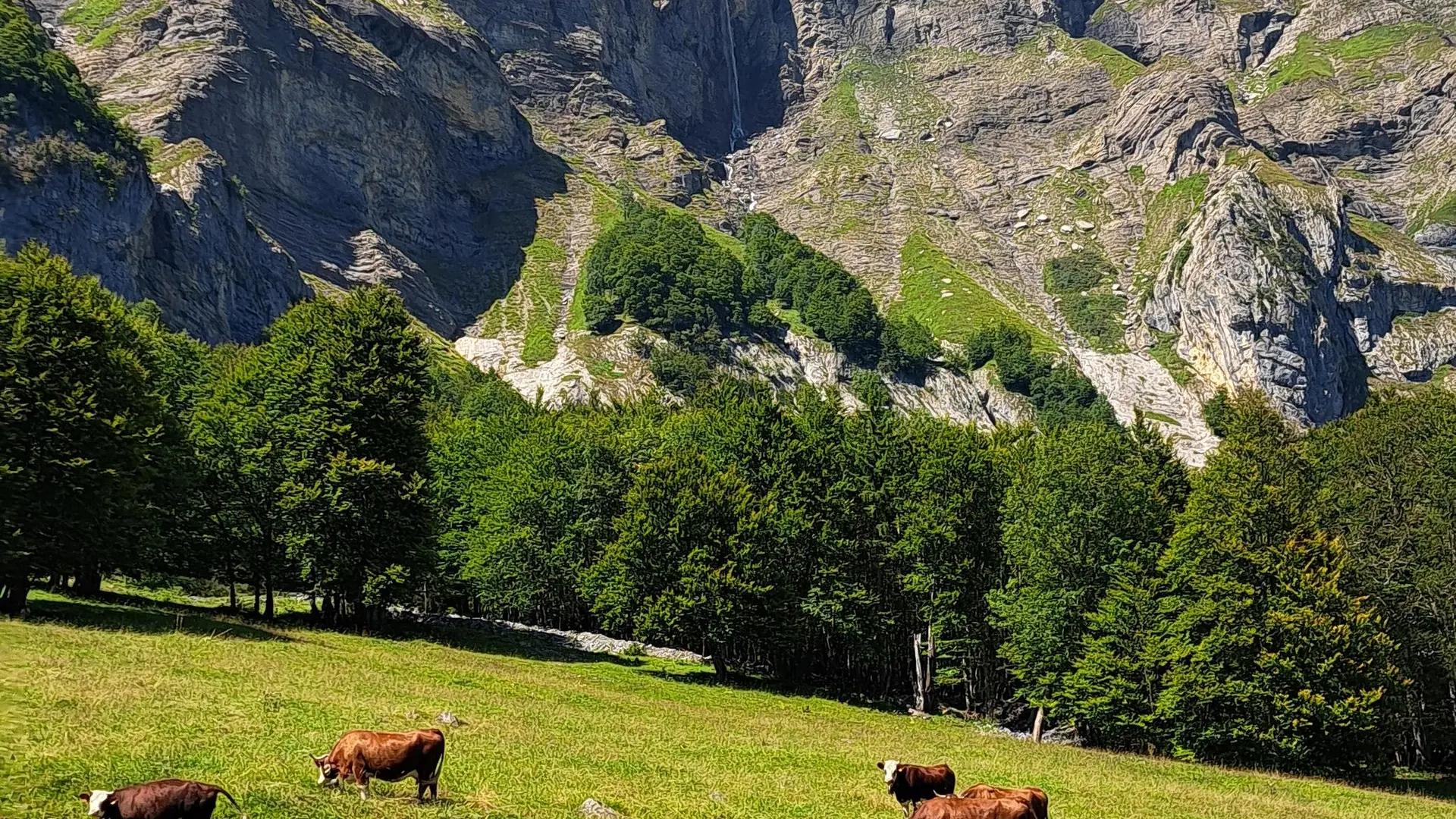 Vaches avec Aravis