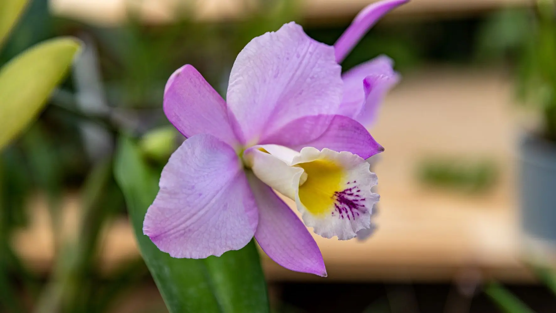 Leçon de botanique_Roquebrune-sur-Argens