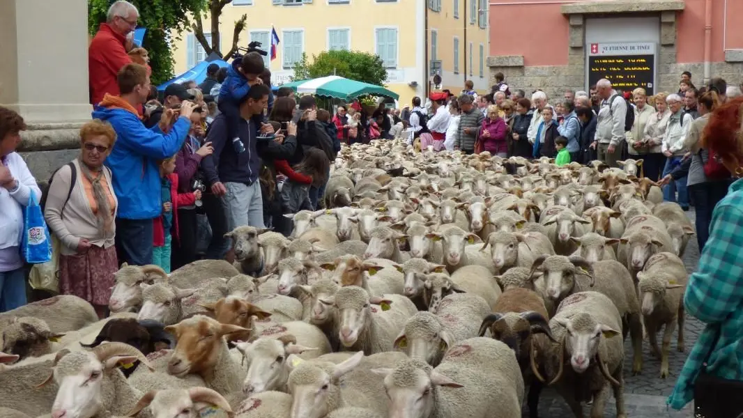 la fête de la transhumance moment fort de l;été