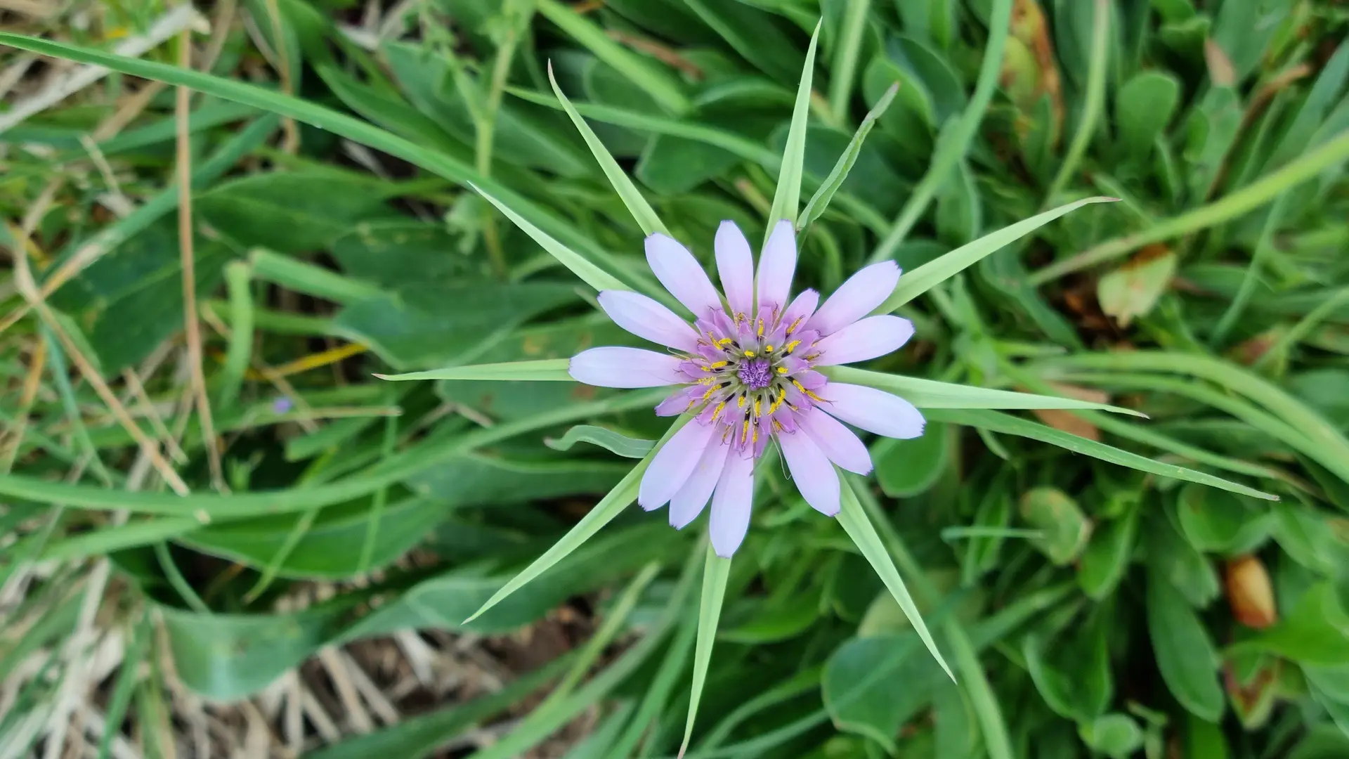 Salsifis hybride, Espace nature du plan de La Garde