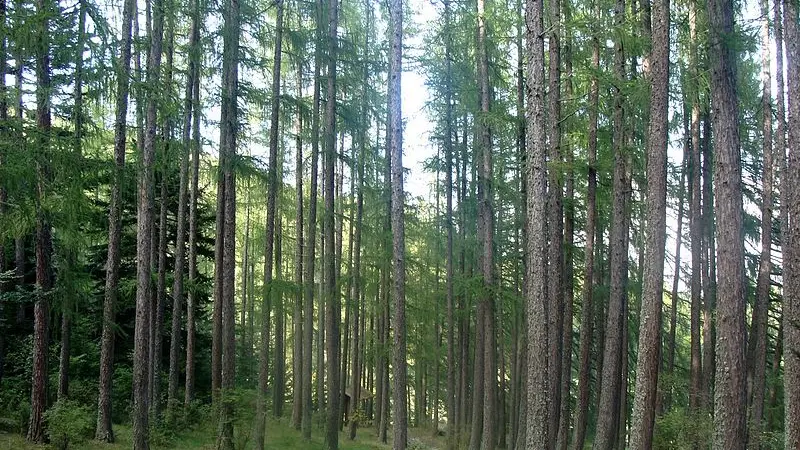 Futaie de Mélèzes - Forêt domaniale de bois-vert