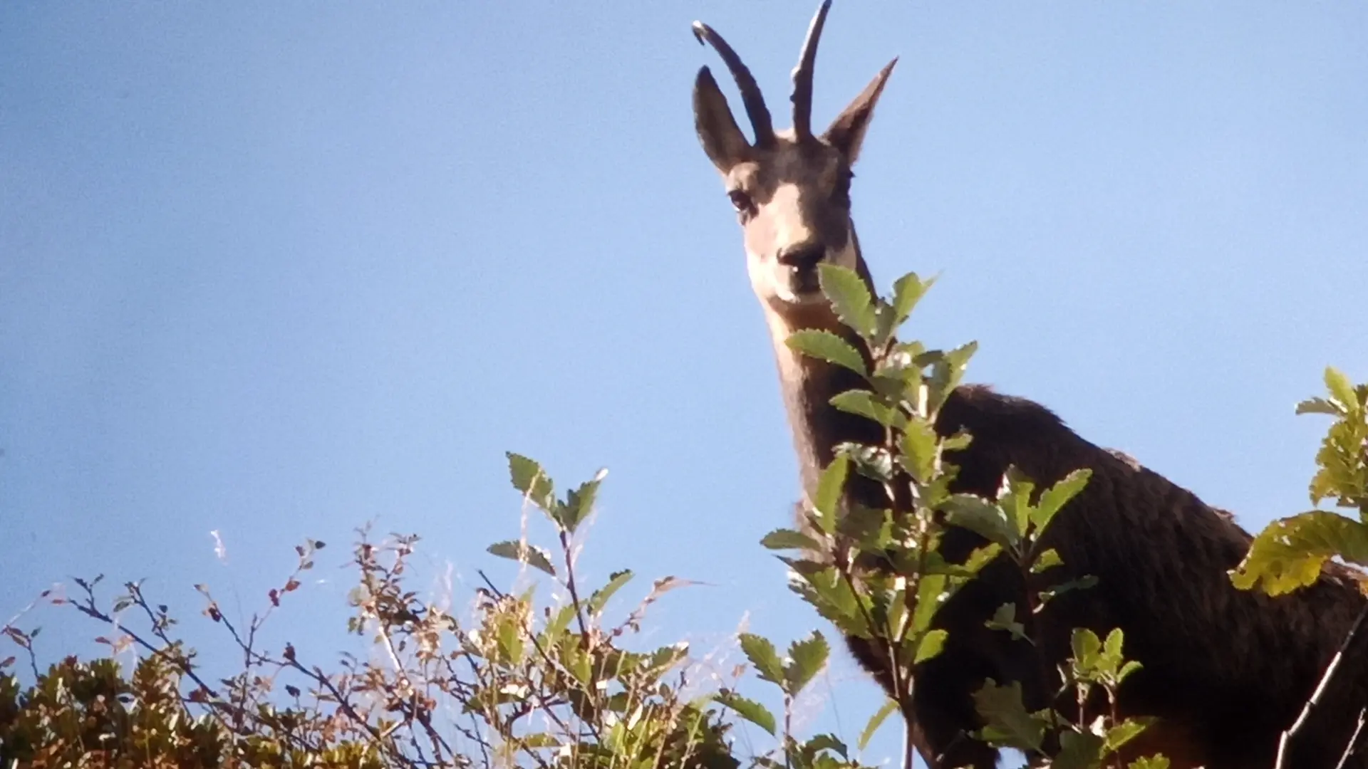 chamois