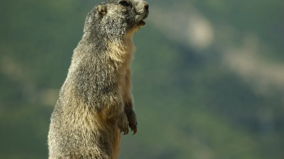 nos randos alpages et marmottes