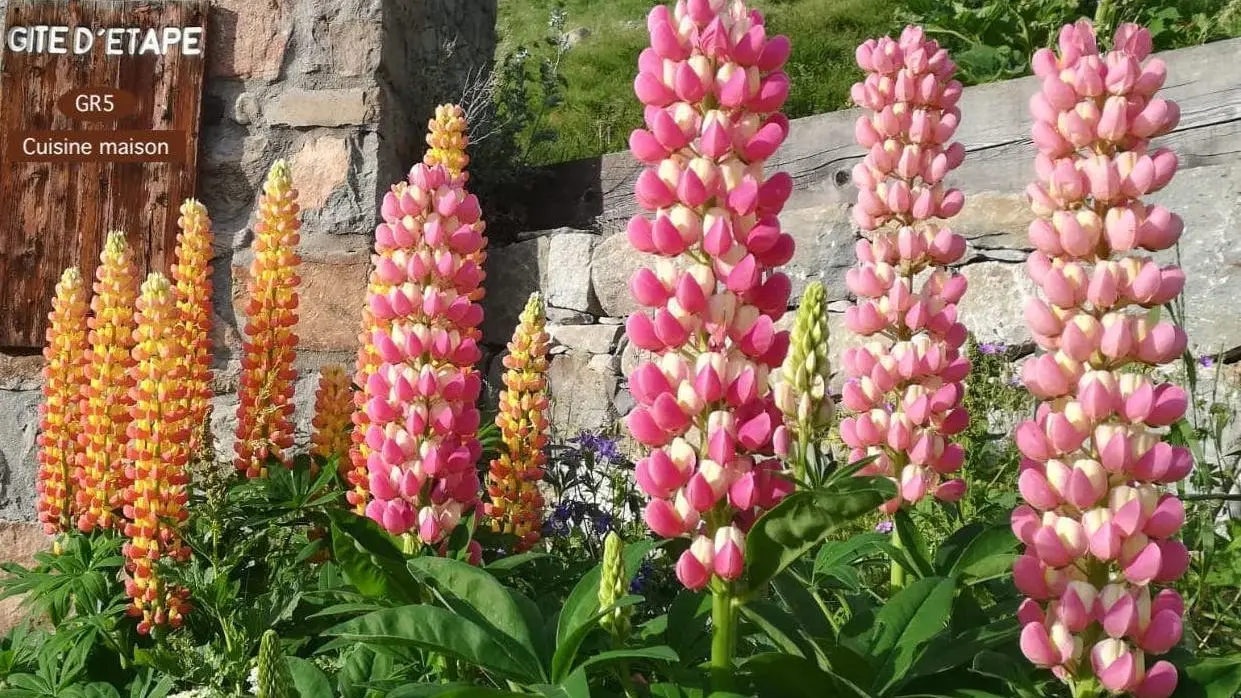 Fleurs devant le gîte d'étape de Bousieyas