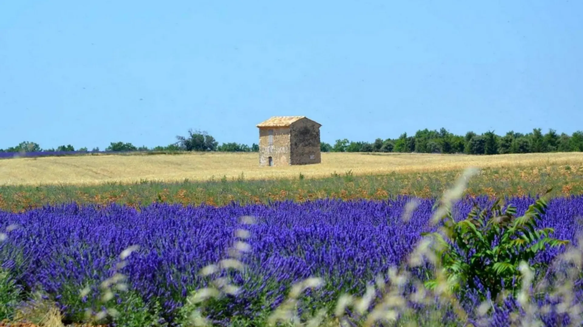Cabanon et lavande