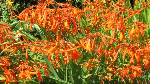 Le jardin botanique E-M Heckel