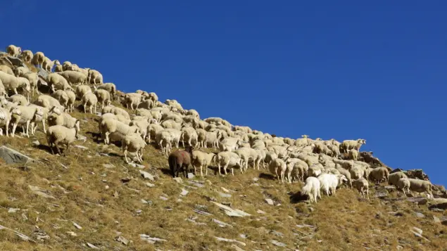 GAEC Des Valentins_Châteauroux-les-Alpes