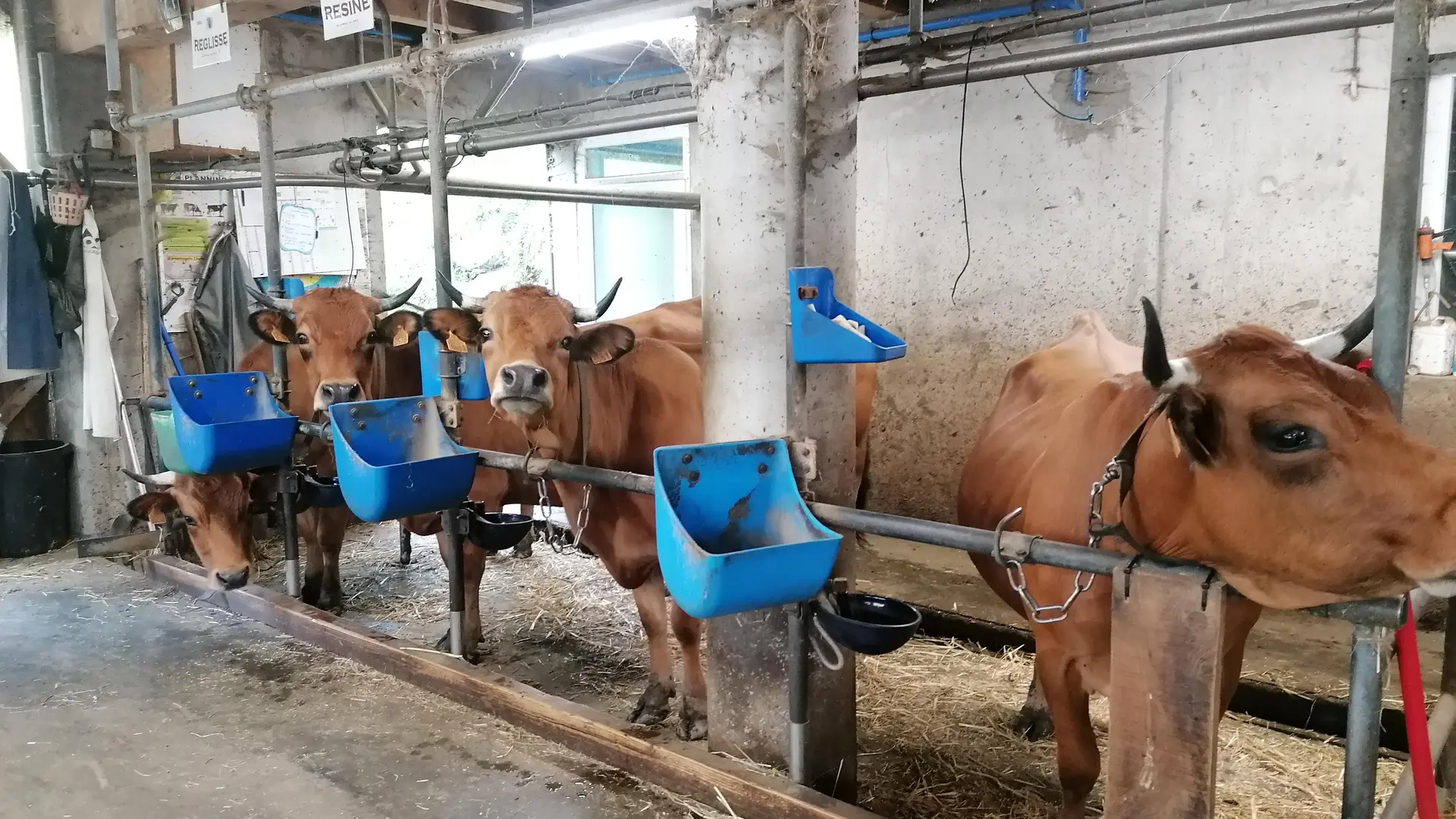 Vaches dans l'étable