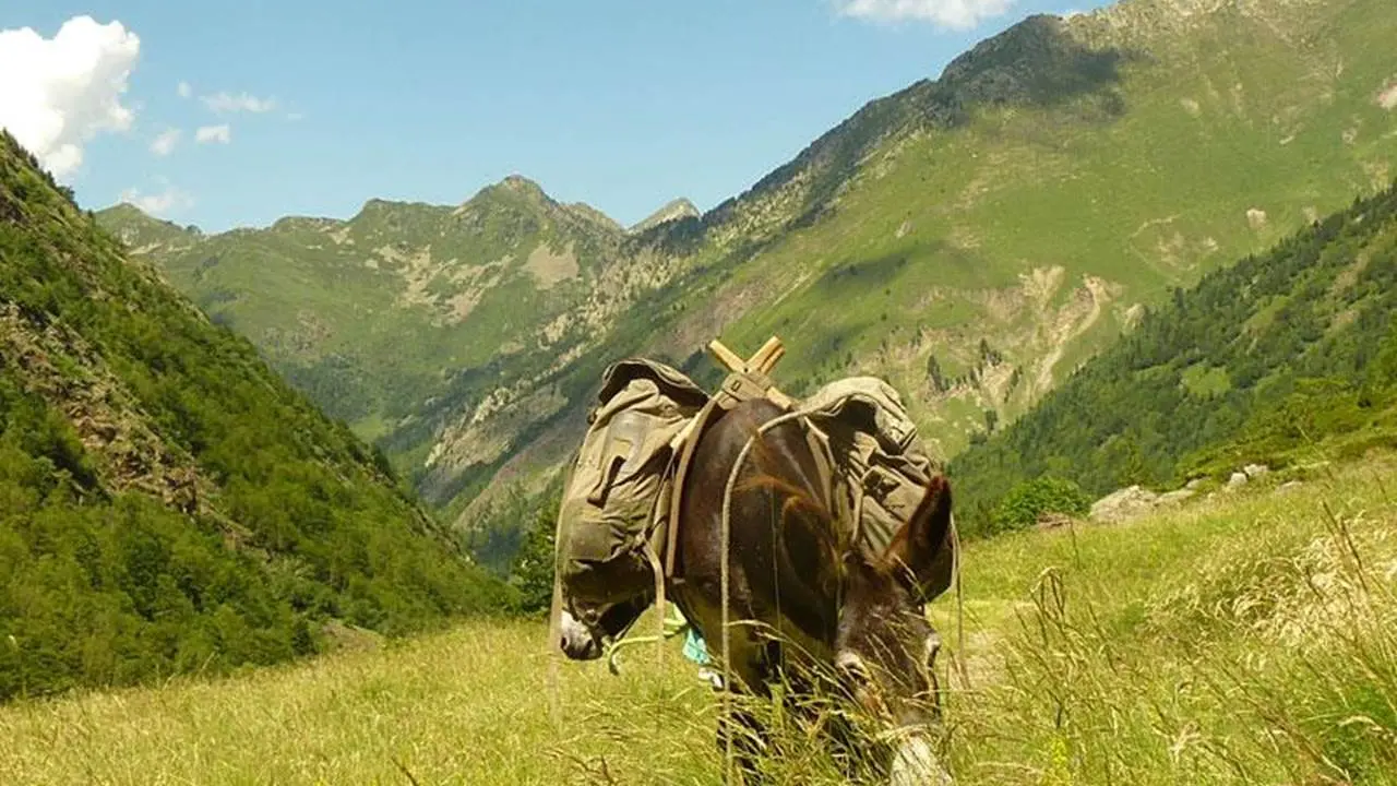 Balade avec un ane en montagne