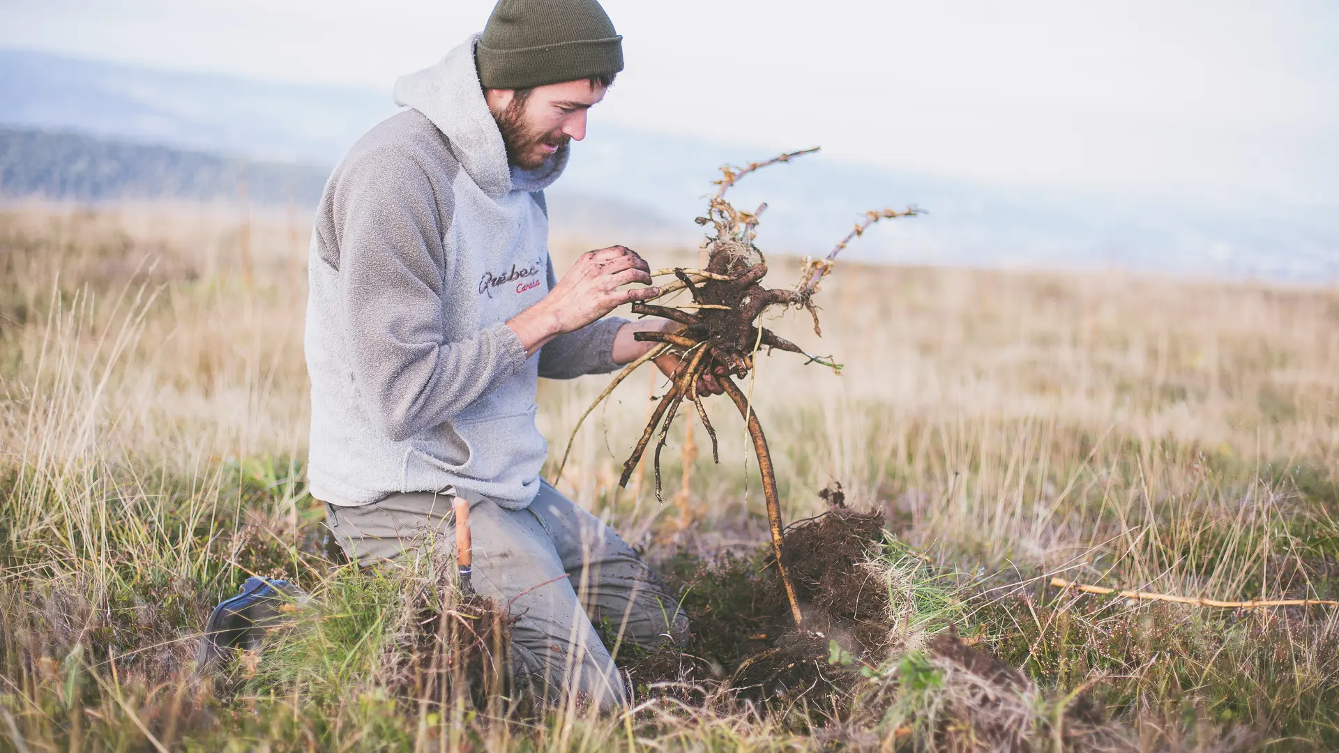Récolte de racines de gentiane