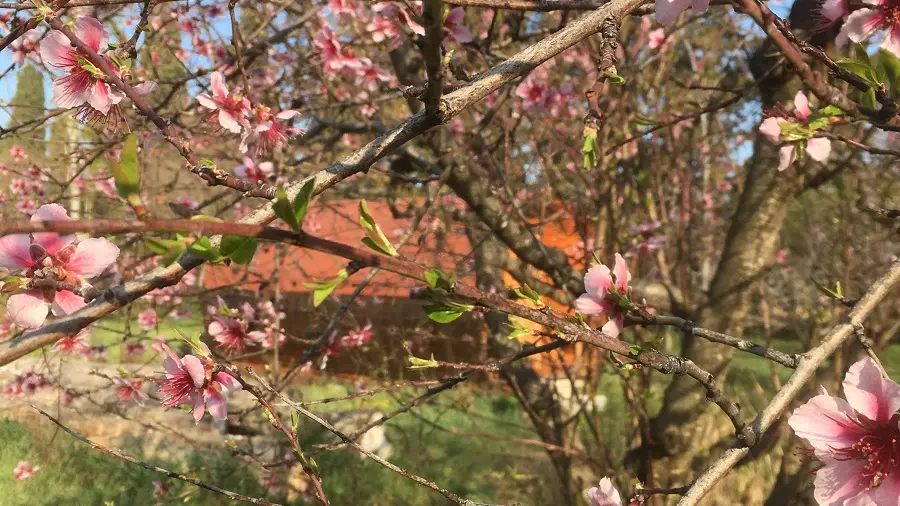 Abricotier en fleurs