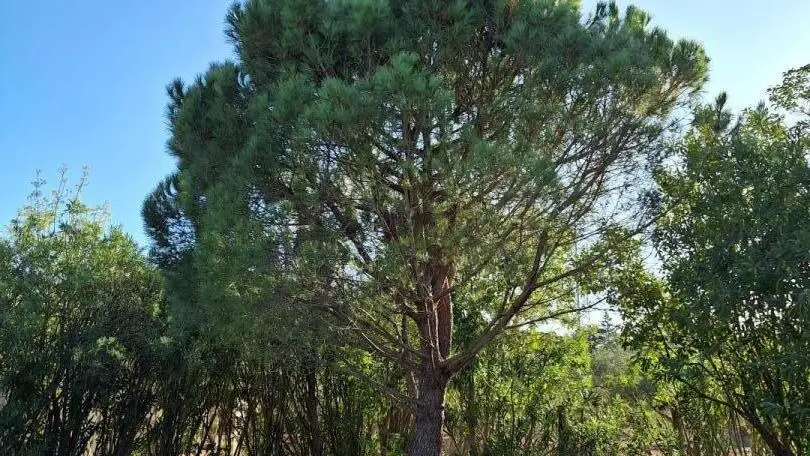 REPOS AU SON DES CIGALES