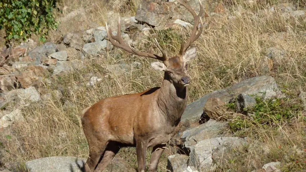 Une faune nombreuse et variée dans le massif du Mercantour