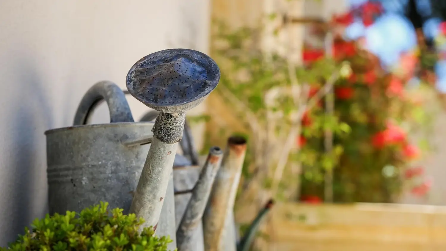 Jardin