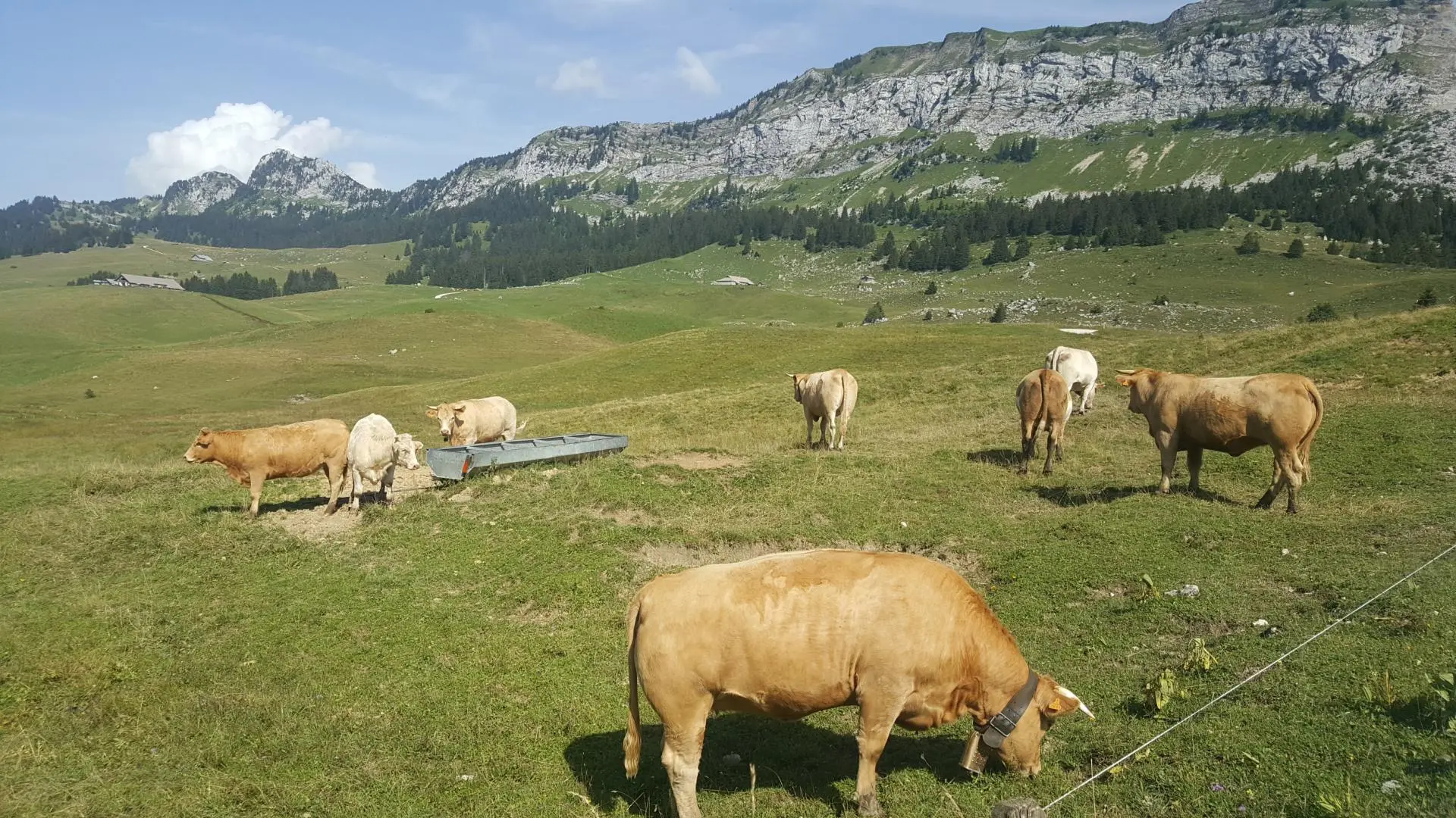 Les vaches du Plateau