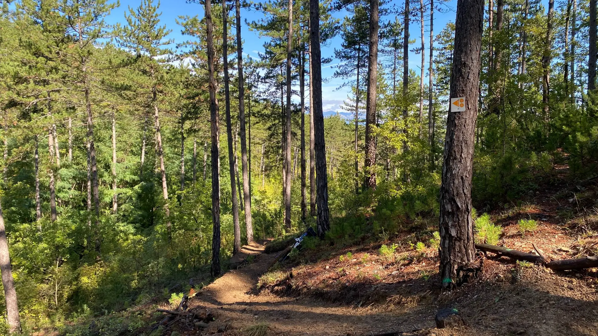 Portion dans les bois