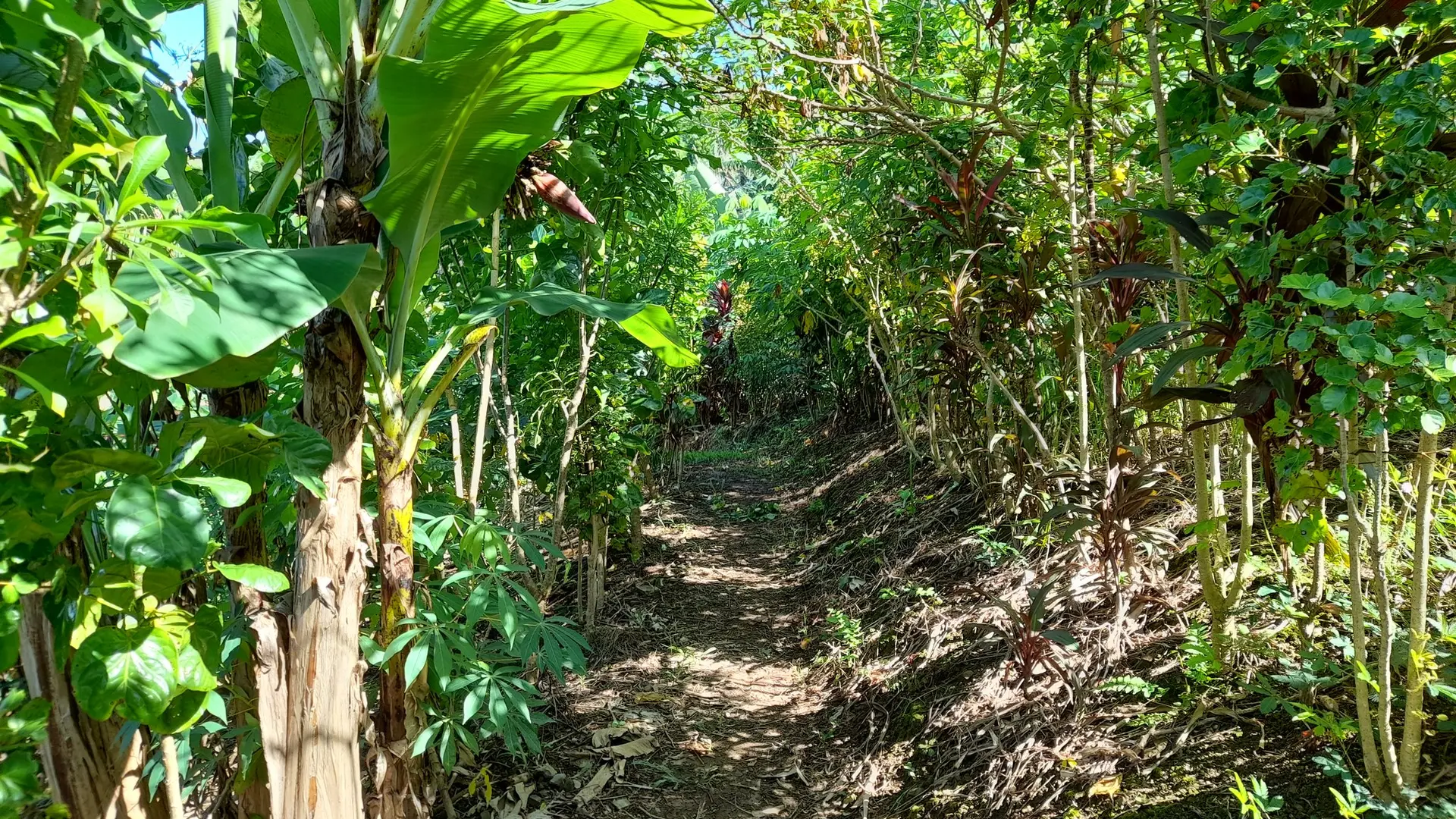 Kanak fields in a tribe at Dumbéa
