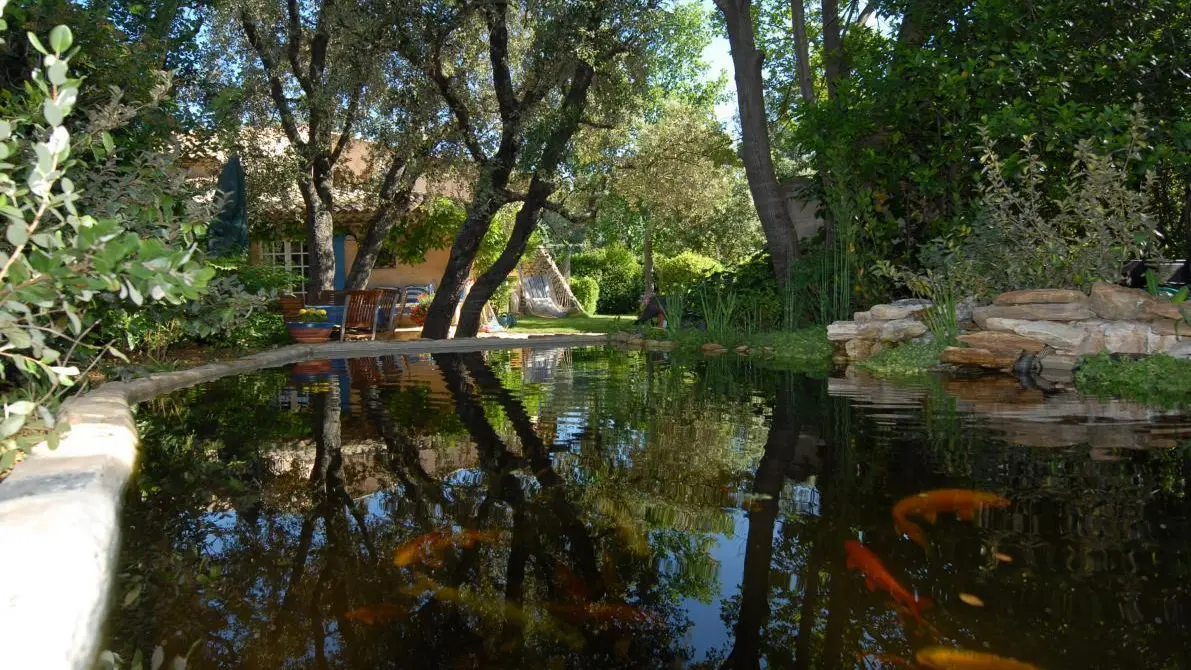 le bassin des carpes koi