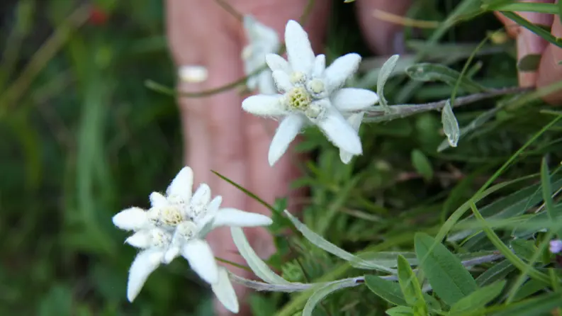 Edelweiss, Edelweiss...