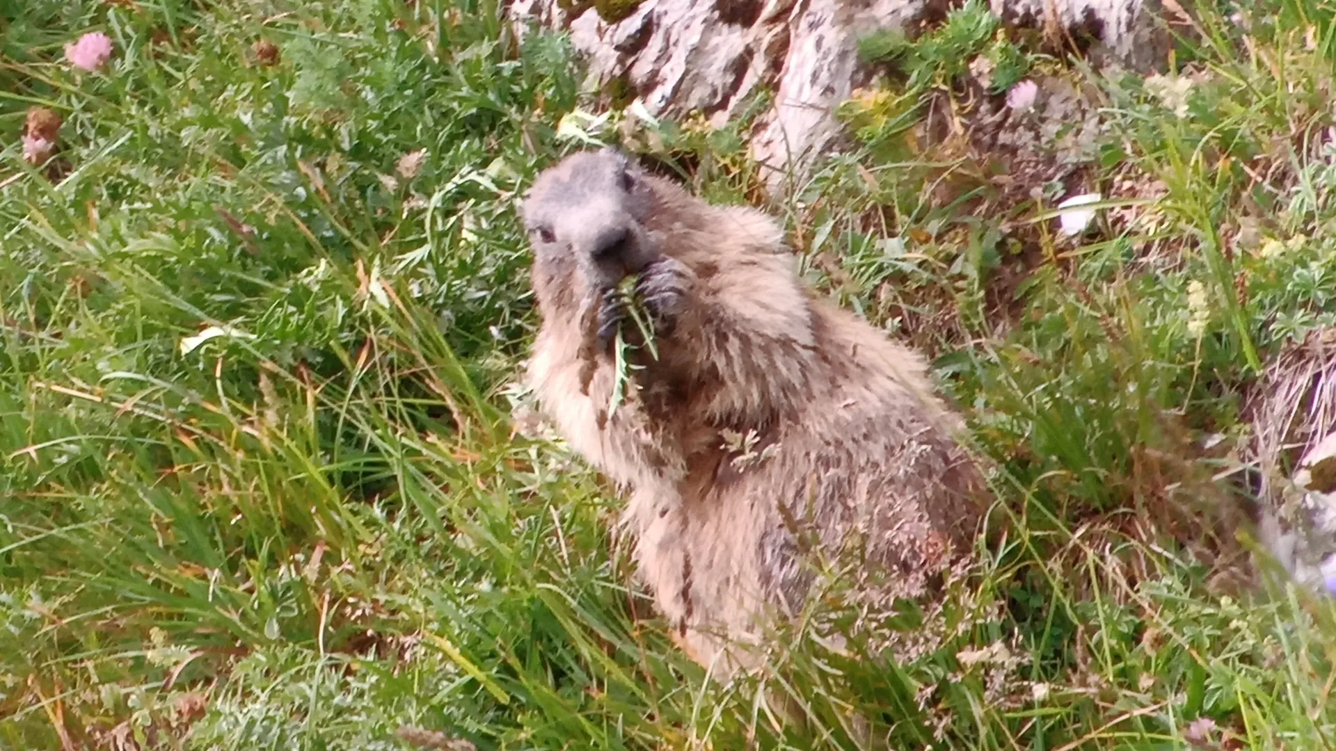 Marmotte