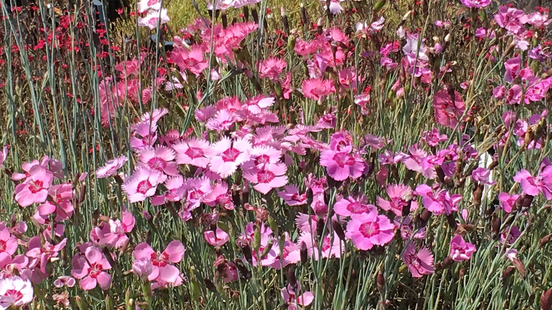 jardins_de_montagne_haberelullin