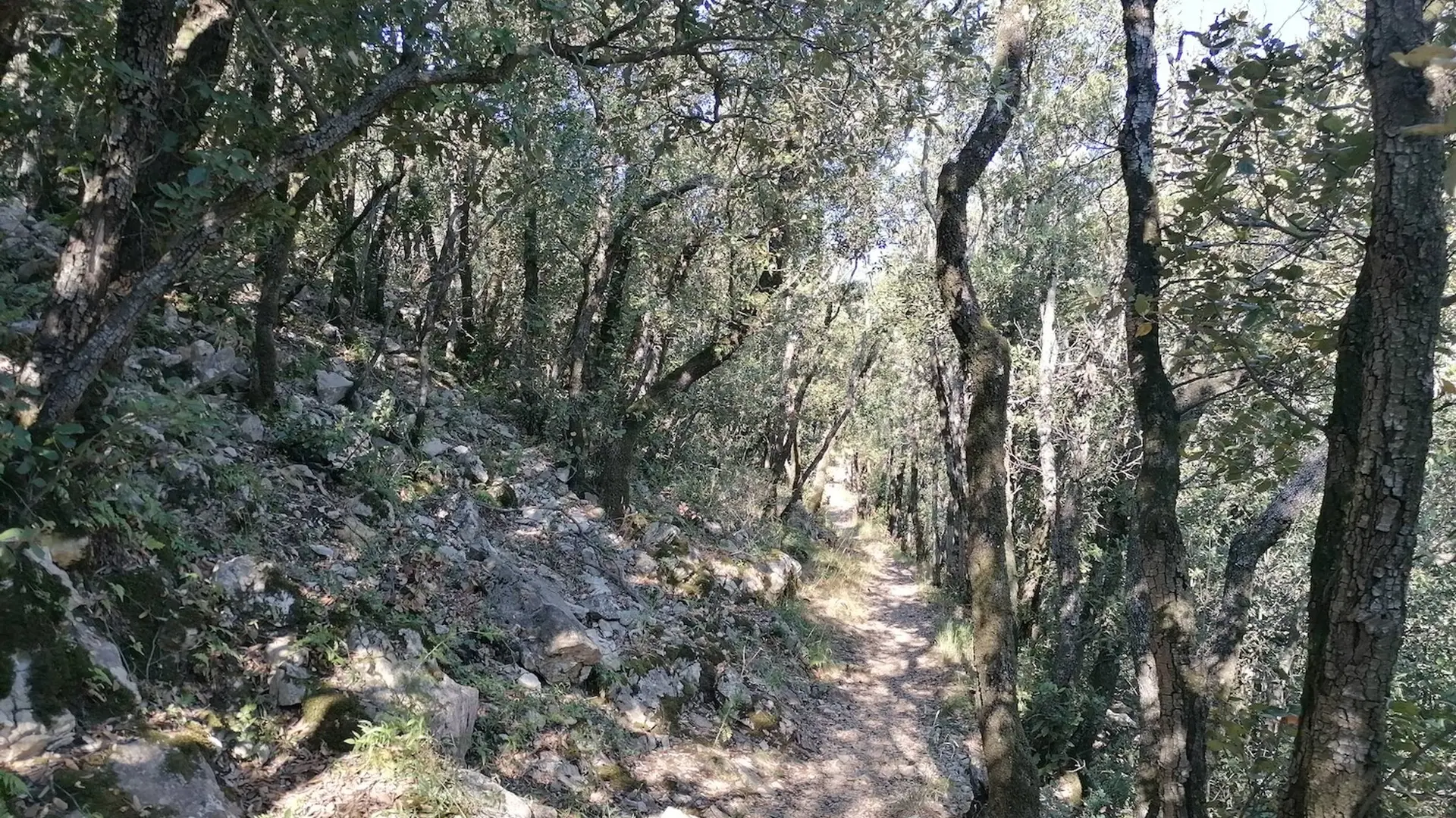 Forêt de chênes verts