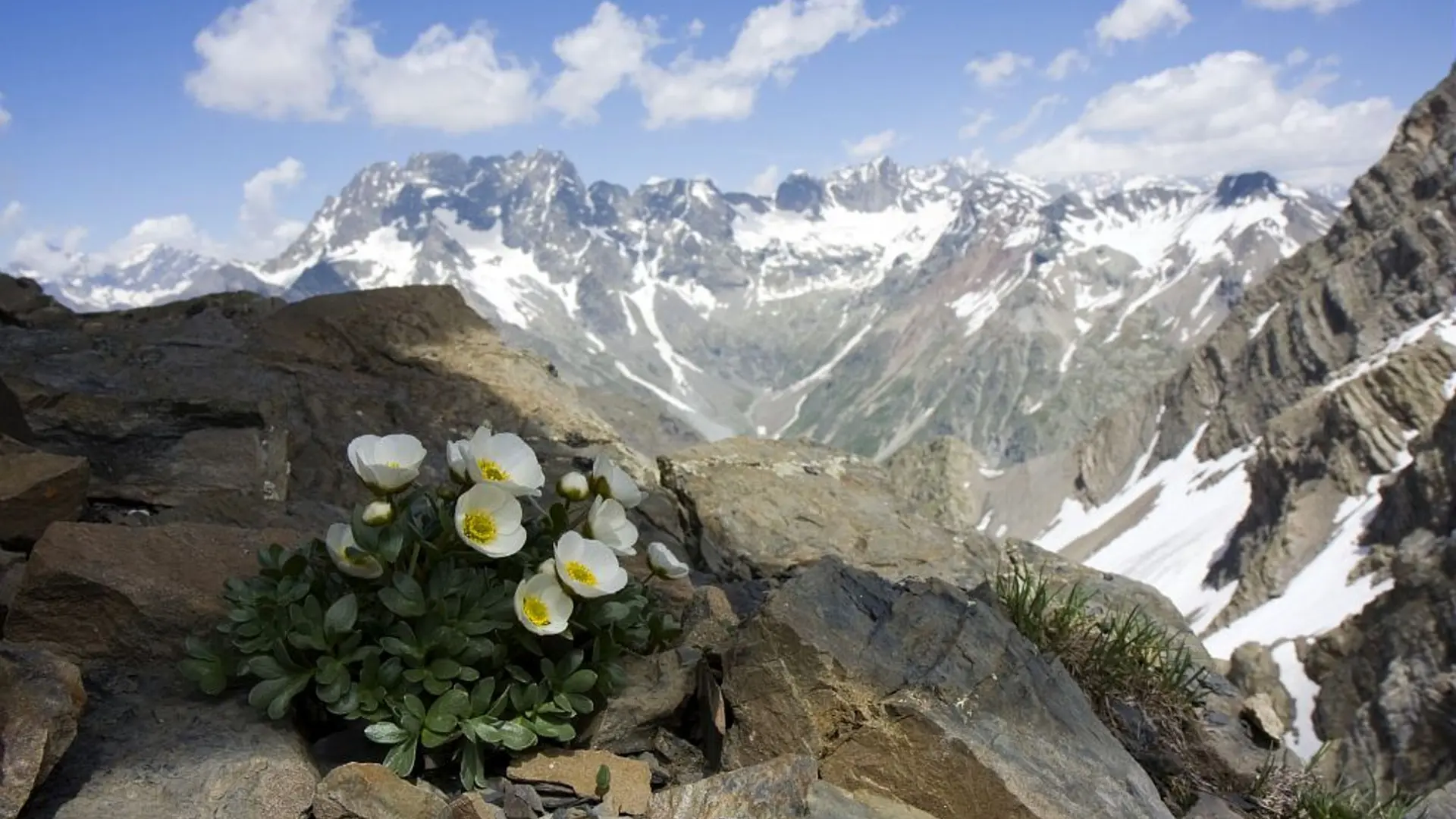 Renoncules des glaciers