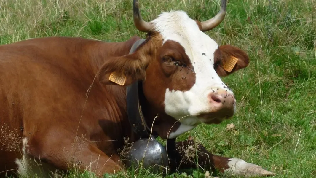 Vache d'Abondance, race locale , dans le pré devant la Grange aux Mésanges
