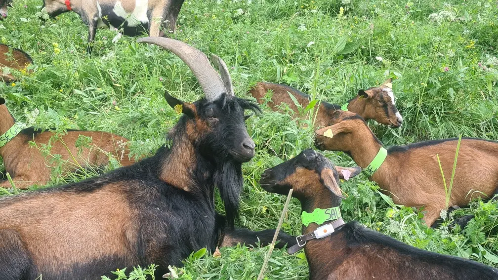 La chèvrerie de la Font Sancte_Vars