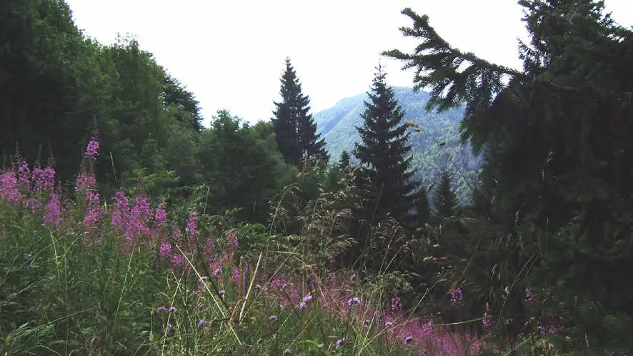 En été, sur le chemin de randonnée vers le Crêt de Chalam