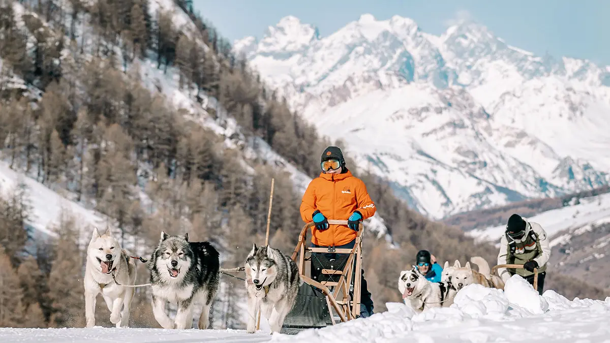 Chiens de traineaux