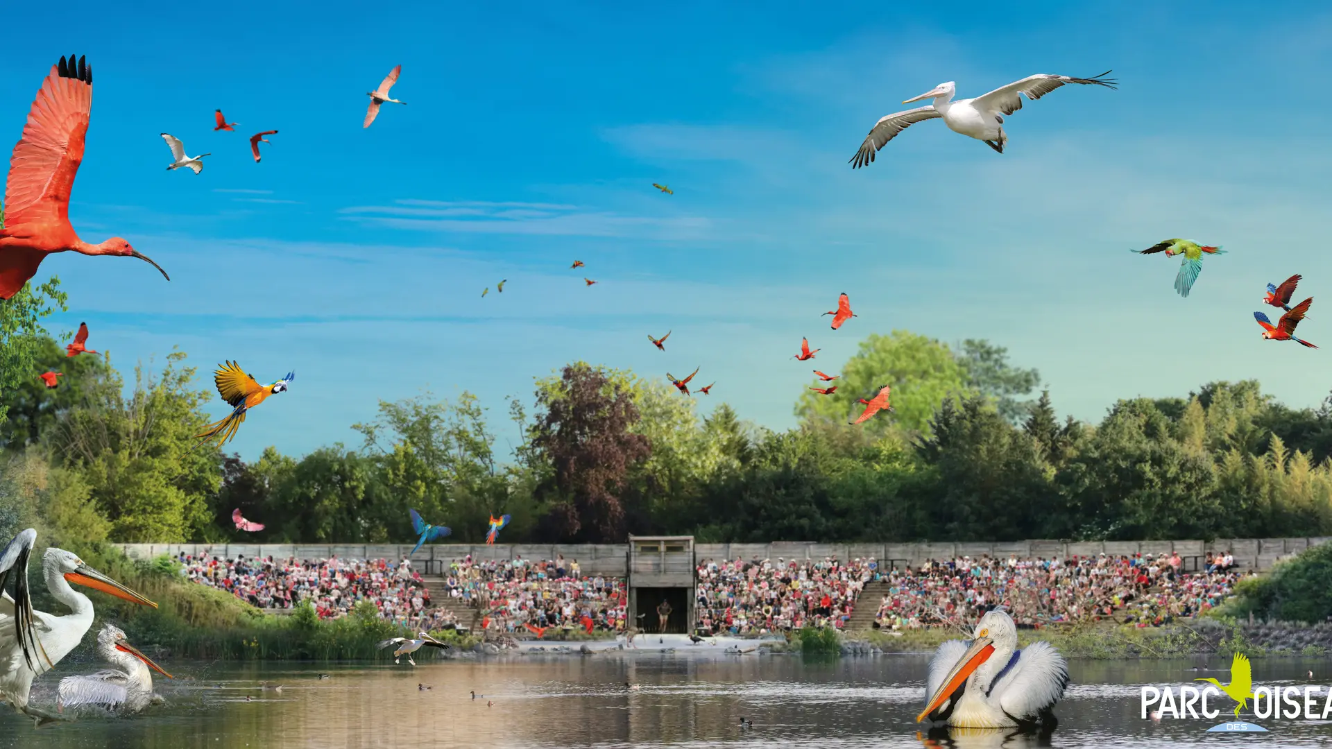 Spectacle d'oiseaux en vol