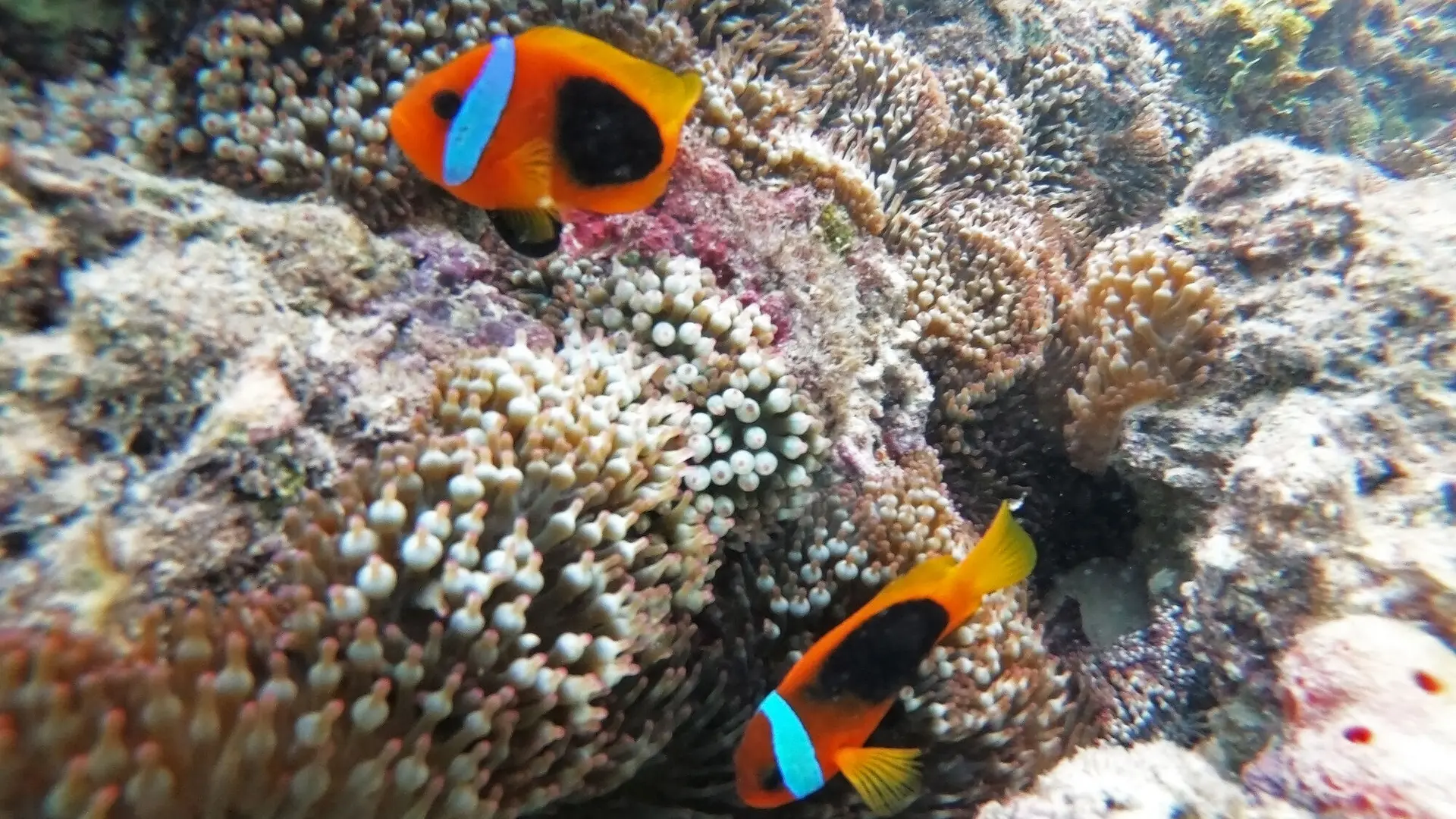 Snorkeling - Îlot Canard