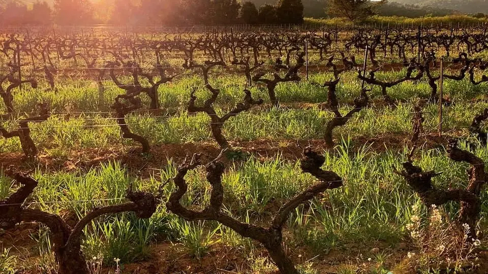 Ceps de vignes