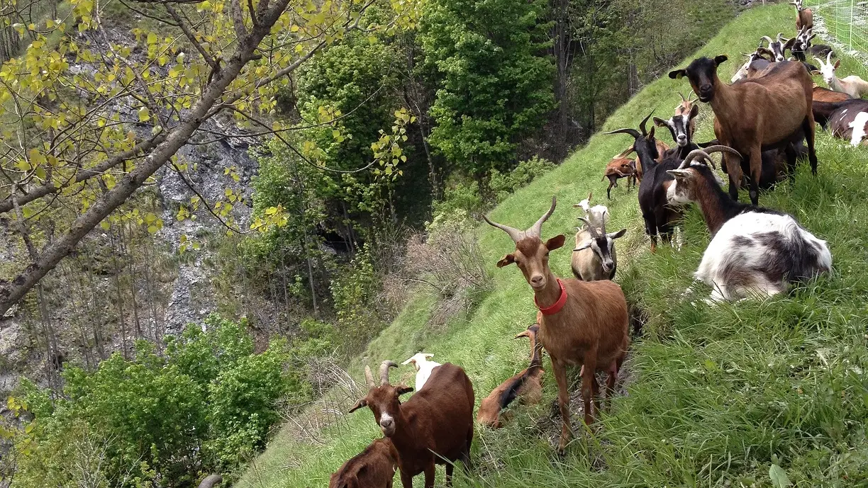 Chèvres de la ferme des Molières