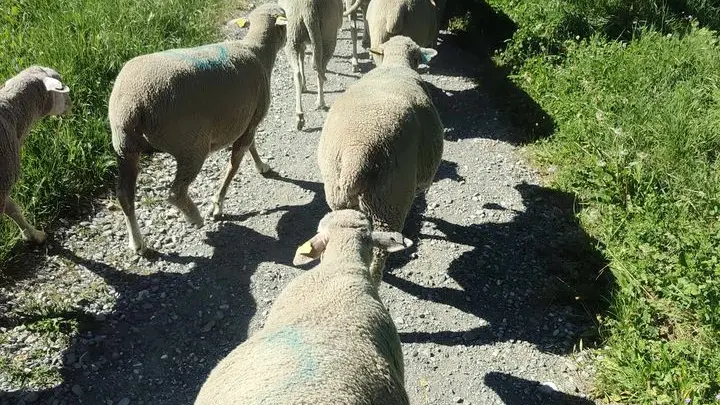 Rando-transhumance Arthur et ses brebis