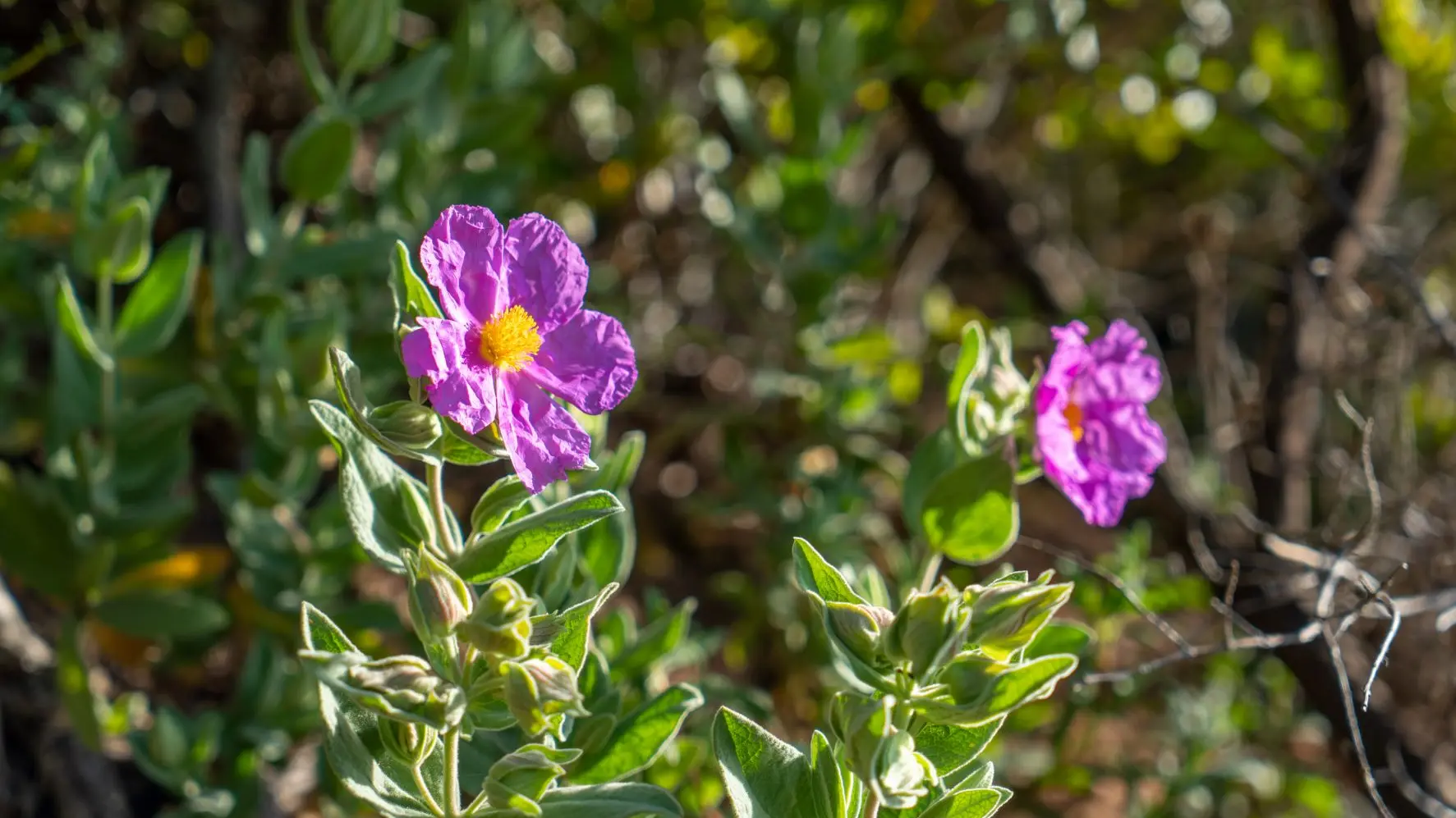 Découverte sensorielle des plantes aromatiques et à parfum