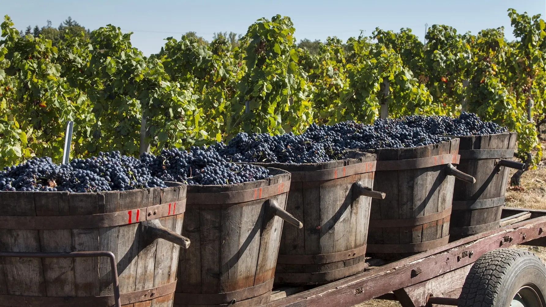 Vendanges