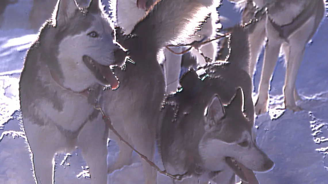 chiens de traîneaux