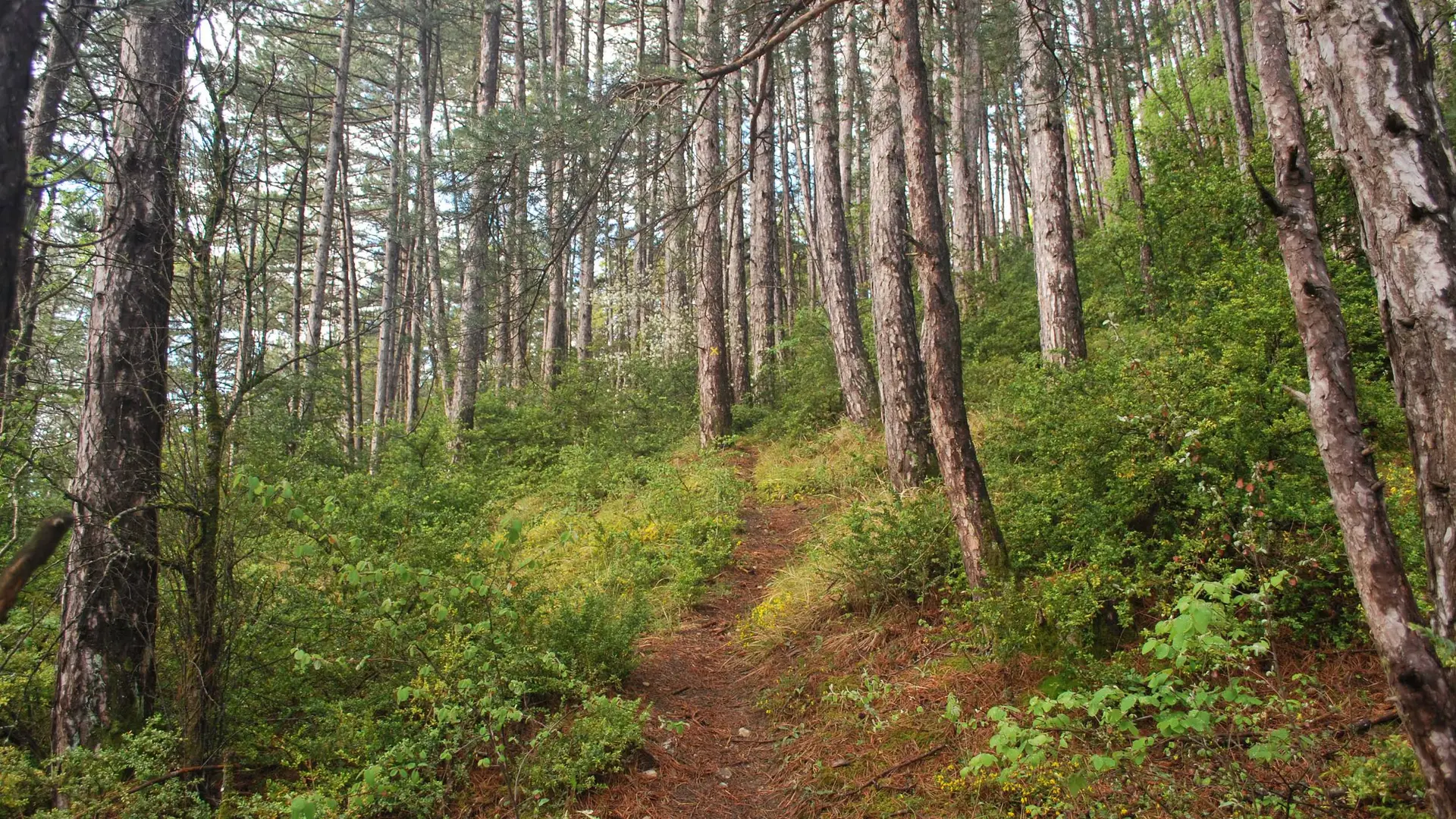 Ambiance forestière